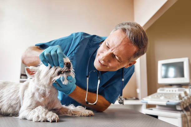 Best Walk-In Emergency Dental Services in Center Point, TX